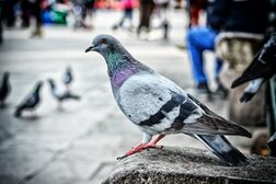 Eine Taube steht auf einem Stein in einer Innenstadt. Im Hintergrund sind weitere Tauben und Menschen zu sehen.