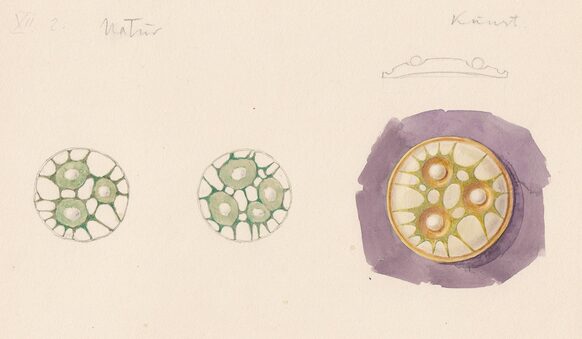 Kolorierte Bleistiftzeichnung einer Pflanzenzelle (links) und Entwurf für ein Schmuckstück (rechts). Nachlass Koernicke, Sign.: SN 101/65.