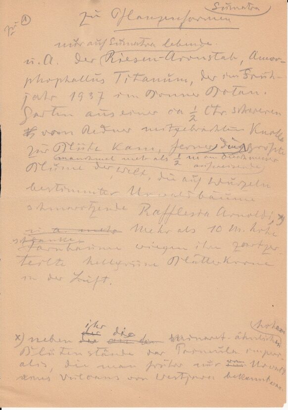 Notizen zum Bonner Titanenwurz anlässlich eines Vortrags über Sumatra, ca. 1939. Nachlass Koernicke, Sign.: SN 101/91-4.