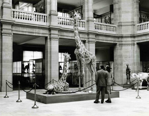 Schwarz-weiß-Aufnahme der Giraffen im Museum Koenig von 1953.