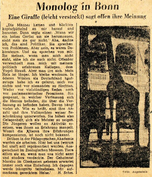 Zeitungsartikel mit Foto und fiktionalem Monolog der Giraffe.