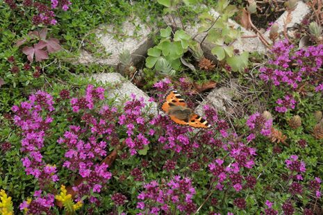 Schmetterling sitzt auf rosafarbenen Blüten, die zwischen Rasengittersteinen wachsen