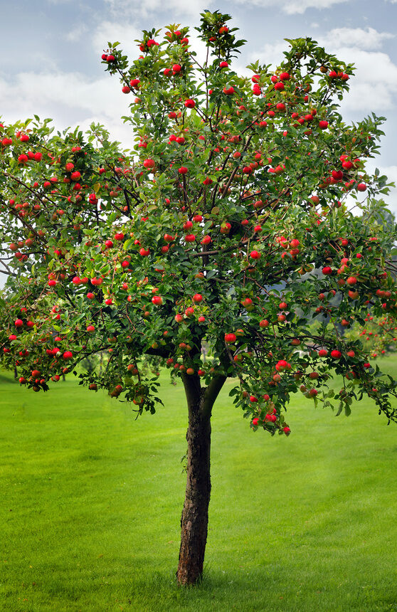 Ein Apfelbaum mit roten Früchten