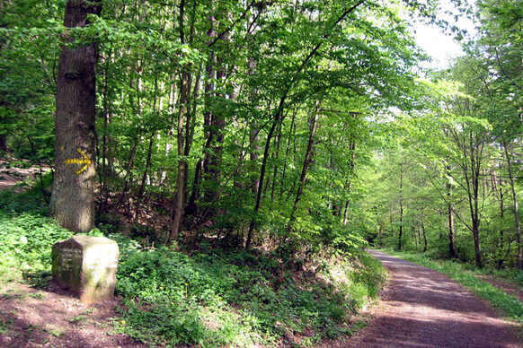 Waldweg am Ennert