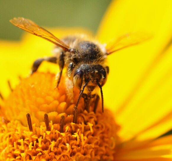 Biene sitzt auf einer Blüte