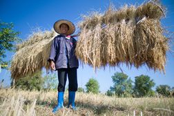 Reisbauer auf einem Feld