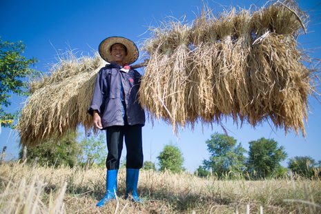 Reisbauer auf einem Feld