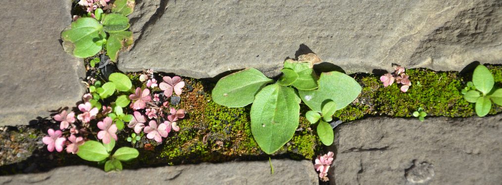 Kleine Pflanzen und Moos zwischen Pflastersteinen