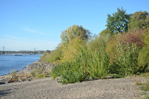 Junge Pappeln am Rheinufer