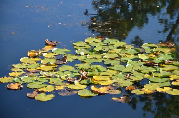 Seerosen in einem Teich
