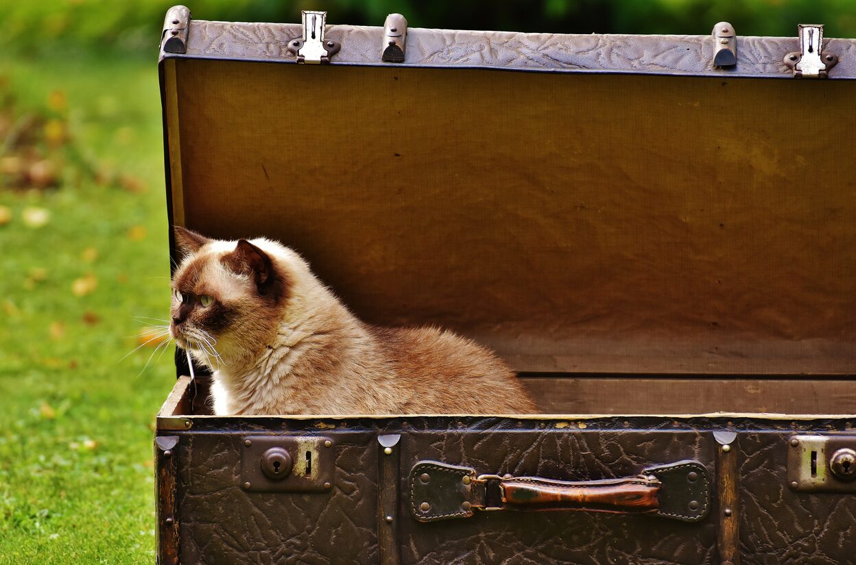 Siamkatze sitzt in einem Koffer