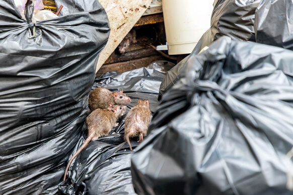 Drei Ratten sitzen auf vollen Müllsäcken.