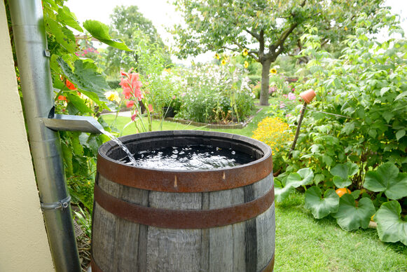Ein altes Weinfass wird in einem Garten als Regentonne zum Wassersammeln genutzt