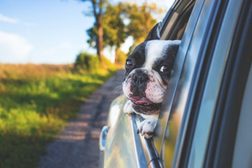 Französische Bulldogge streckt den Kopf aus einem Autofenster