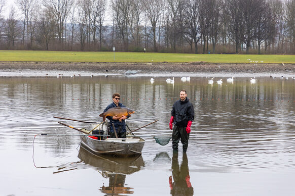 Zwei Männer mit Boot im Rheinauensee quartieren Fische um.