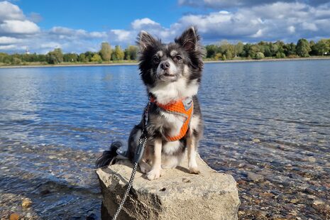Ein kleiner Hund sitzt auf einem Stein am Rheinufer
