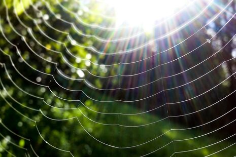 Sonnenstrahlen scheinen durch ein Spinnennetz