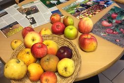 Auf einem Tisch liegen verschiedene Apfelsorten und Faltblätter.