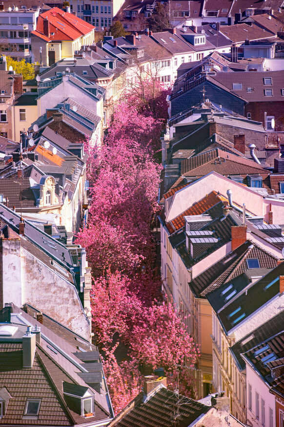 Kirschblüte in der Altstadt