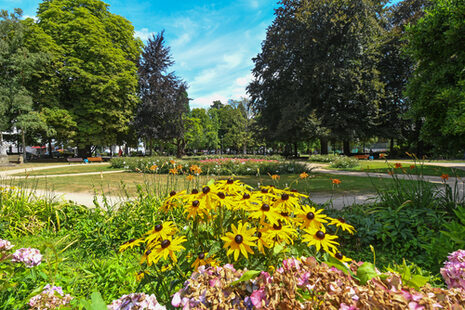 Blütenpracht im Bad Godesberger Stadtpark