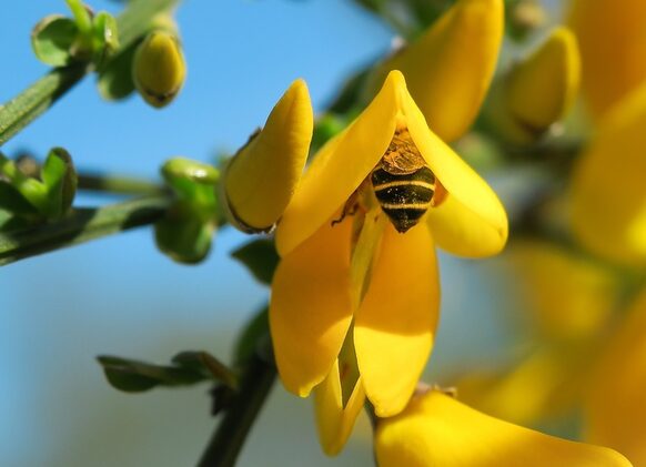 Eine Biene sammelt Blütennektar.